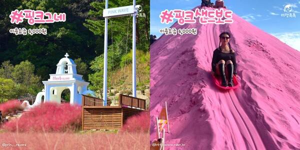 2023 허브아일랜드 핑크뮬리축제 ⓒ여행톡톡