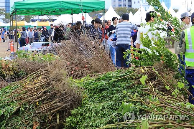 제주시 나무 나눠주기 행사 [연합뉴스 자료사진]