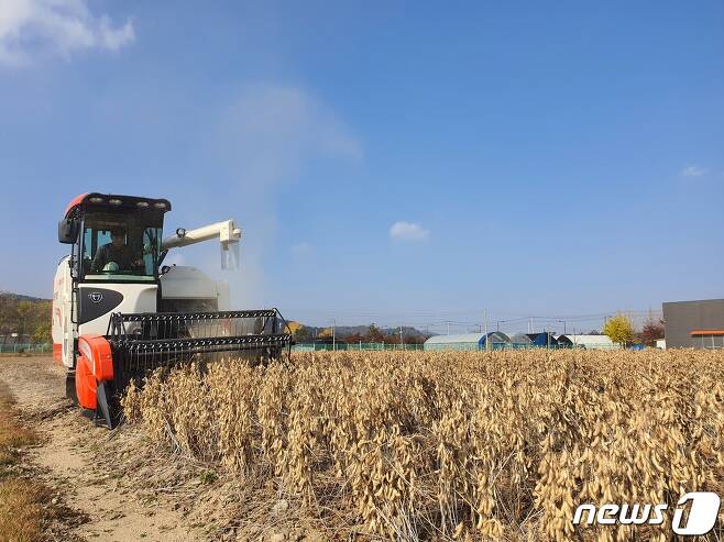 경기도는 11일 콩 판매처를 확보하지 못한 농가에선 정부가 추진하는 수확기 콩 비축 약정체결에 적극 참여해달라고 당부했다.(자료사진)