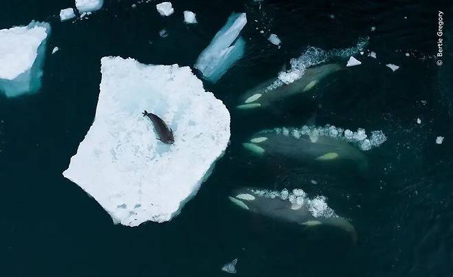 포유류 부문 수상작 ‘파도를 만드는 고래’. 남극의 범고래 무리가 웨델바다표범을 사냥하기 위해 모여든 장면을 촬영했다. 버티 그레고리·2023 올해의 야생동물 사진가 공모전 제공