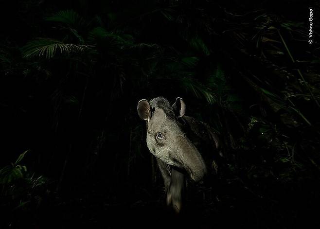 브라질 저지대에 사는 동물인 맥이 걸어 나오는 모습을 담은 ‘숲의 얼굴’. 동물 초상화 부문 수상작이다. 비슈투 고팔·2023 올해의 야생동물 사진가 공모전 제공