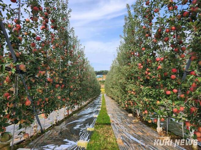 사과 다축재배 모습.