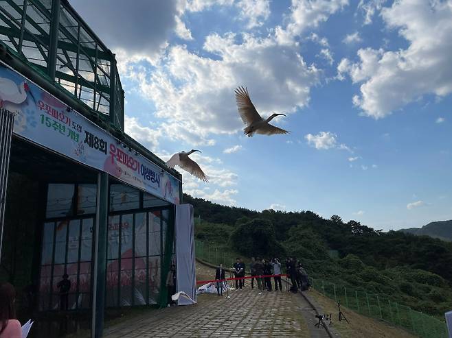 우포 따오기 야생 방사. 경남도청 제공