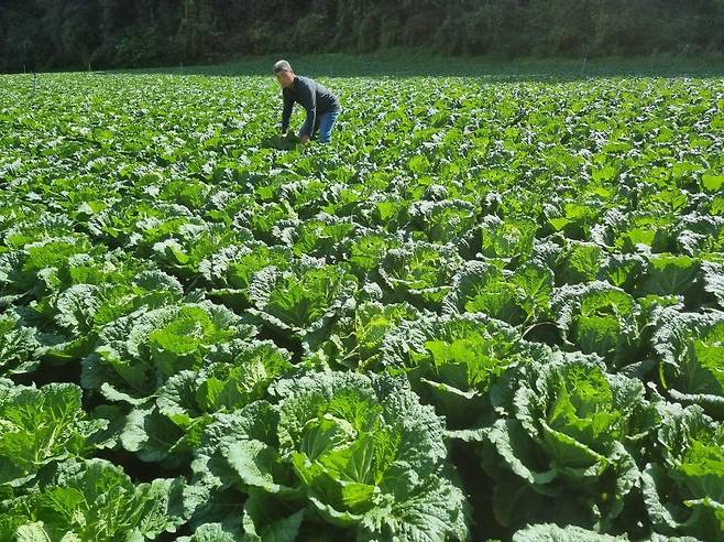 10일 촬영된 강원도 영월의 배추밭 [신승근씨 제공. 재판매 및 DB금지]