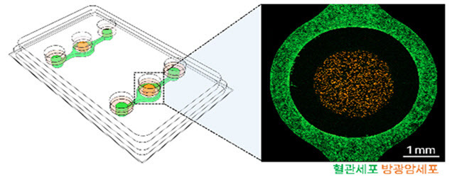 3차원 생체칩 이미지, 혈관과 암세포를 시간차 배양이 가능하고 샘플 회수 및 분석이 용이하다.