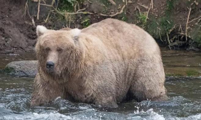 올해 미국 알래스카주 카트마이 국립공원의 ‘뚱보 곰 주간’(Fat Bear Week)에서 우승을 차지한 128 그레이저. 카트마이 국립공원 제공
