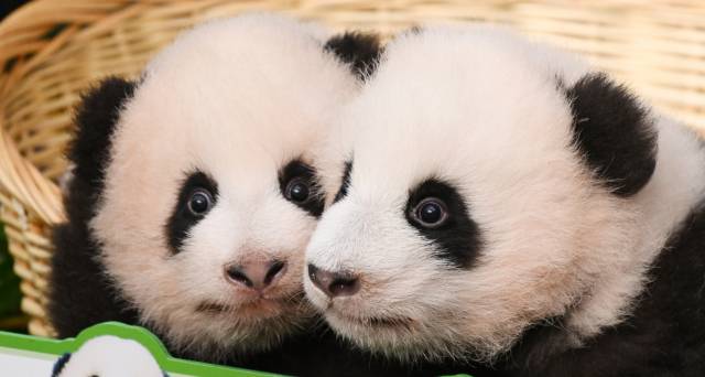 12일 공개된 쌍둥이 아기 판다 루이바오(왼쪽)와 후이바오. 용인=오승현 기자
