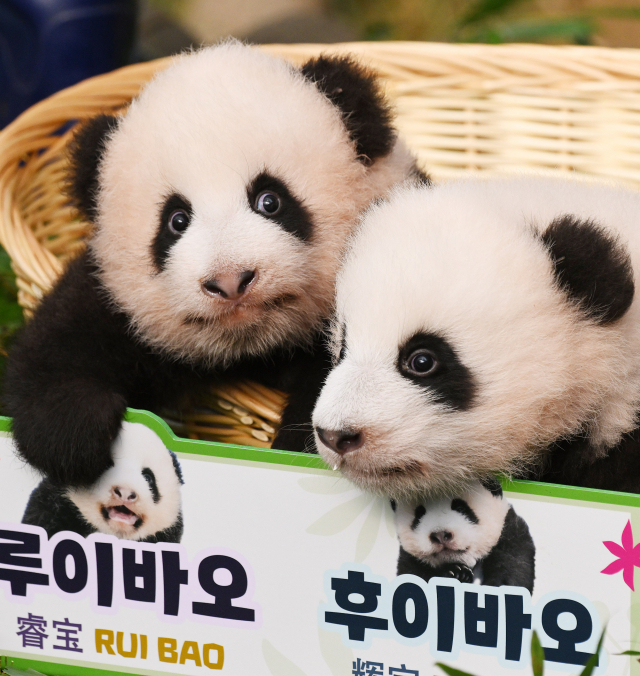 12일 공개된 쌍둥이 아기 판다 루이바오(왼쪽)와 후이바오. 용인=오승현 기자