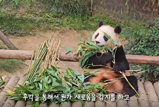 푸바오가 동생들이 다녀간 자리의 냄새를 맡은 후 앉아 대나무를 맛있게 먹고 있다. 유튜브채널 '말하는동물원 뿌빠TV' 영상 캡처