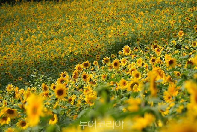 화순 미림 해바라기 존