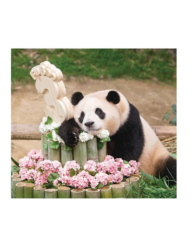 3살 생일상 받은 푸바오  [ⓒ <푸바오, 매일매일 행복해>, 시공주니어. 재판매 및 DB 금지]