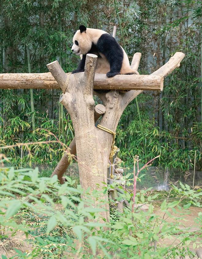 플레이봉 위를 오르는 푸바오 [ⓒ <푸바오, 매일매일 행복해>, 시공주니어. 재판매 및 DB 금지]