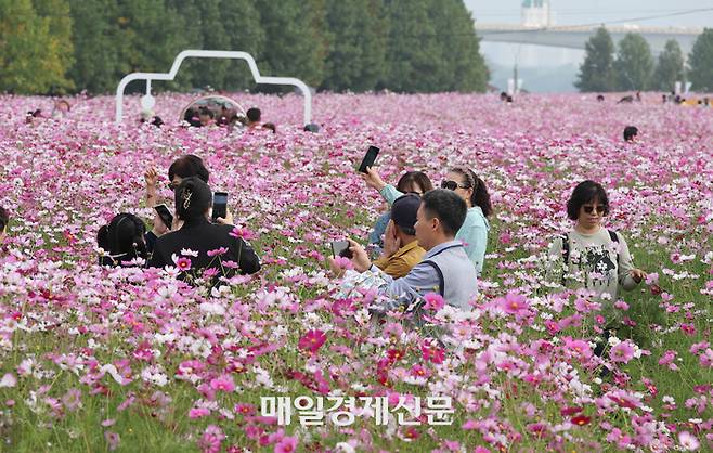 구리 코스모스 축제가 4년만에 다시 열린 15일 경기도 구리시 토평동 한강공원에 코스모스가 활짝 피어 탐방객들이 가을꽃을 즐기고 있다. 구리시는 이곳에 4만2천㎡ 규모의 코스모스 단지를 조성해 15일까지 코스모스 한강예술제를 개최한다.2023.10.15.[이충우기자]