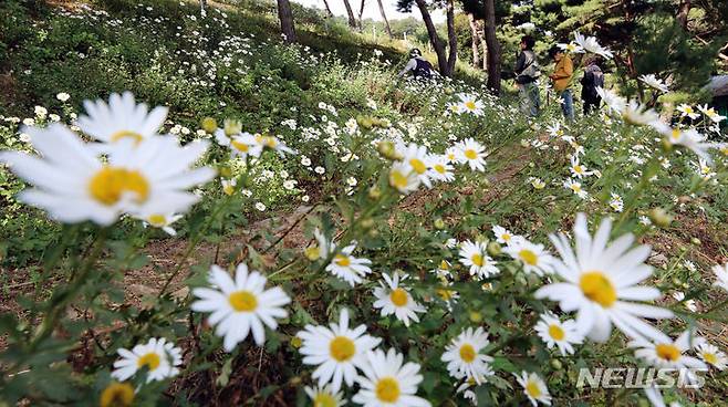 [세종=뉴시스] 강종민 기자 = 가을이 깊어가는 6일 오후 세종시 영평사 인근 숲에서 시민들이 은은한 구절초 꽃향기을 맡으며 추억을 쌓고 있다. 장군산 영평사 구절초꽃축제는 오는 7일부터 15일까지 열린다. 2023.10.06. ppkjm@newsis.com