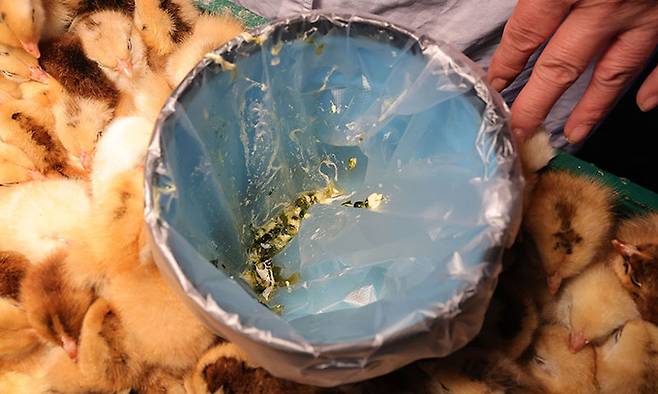 탈분통에 털어 낸 병아리의 배설물이다. 병아리 감별은 항문으로 하기 때문에 배설물을 먼저 처리한 뒤 감별을 한다.