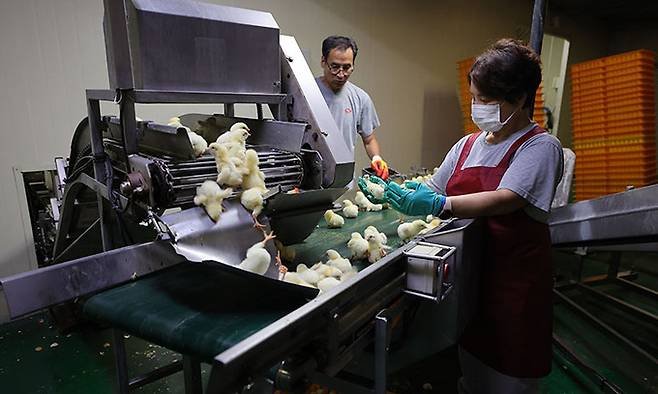 하림낭산부화장 직원들이 병아리 감별에 앞서 병든 병아리를 선별하고 있다.