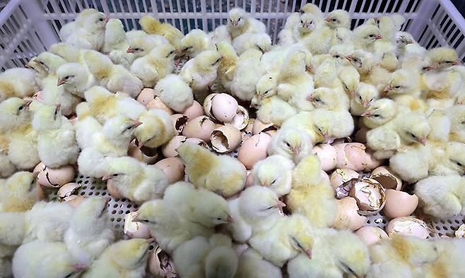알을 깨고 나온 병아리들이 약추 선별과정을 앞두고 있다.