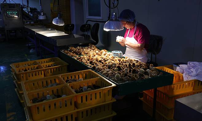 49년째 병아리 감별사로 일하는 하경미(67)씨가 전북 익산시 하림낭산부화장에서 암수를 구분 감별을 하고 있다.