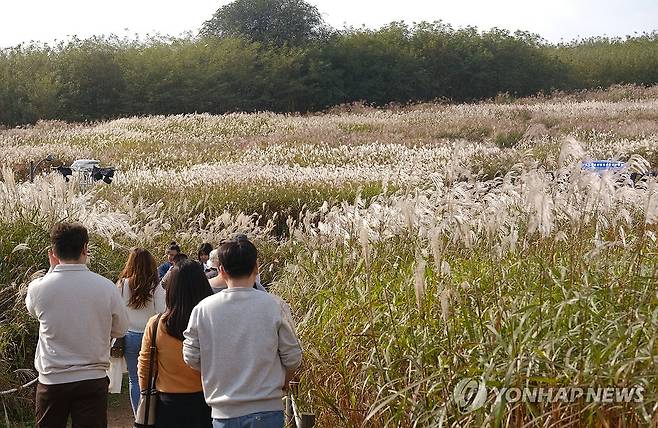 가을 속으로 (서울=연합뉴스) 류효림 기자 = 15일 서울 마포구 상암동 하늘공원에서 열린 서울억새축제에서 시민들이 공원을 산책하며 가을 정취를 즐기고 있다. 2023.10.15 ryousanta@yna.co.kr