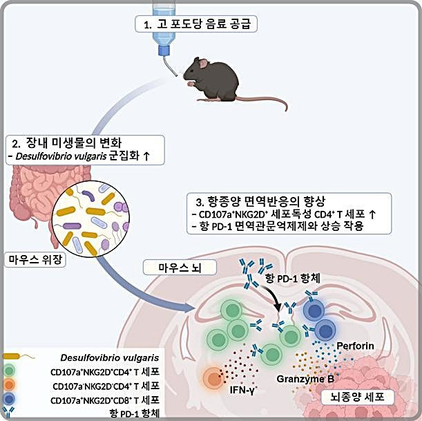 [대전=뉴시스] 고 포도당 음료가 장내 미생물 조절을 통해 교모세포종 면역반응에 미치는 영향 *재판매 및 DB 금지