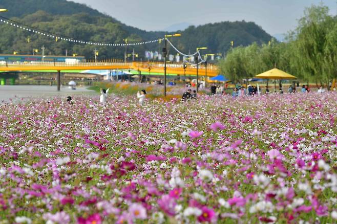 황룡강 가을꽃축제 [전남 장성군 제공. 재판매 및 DB 금지]