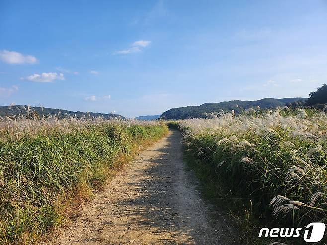 17일 충북 충주시는 오는 21~22일 앙성면 비내섬 일원에서 '2023앙성 비내섬 축제'가 열린다고 밝혔다. 사진은 비내섬 물억새.(충주시 제공)2023.10.17/뉴스1