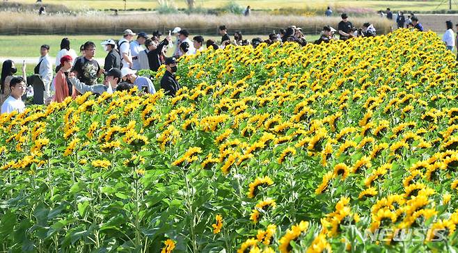 [경주=뉴시스] 이무열 기자 = 완연한 가을 날씨를 보인 15일 경북 경주 첨성대 인근 동부사적지에 해바라기가 활짝 펴있다. 2023.10.15. lmy@newsis.com