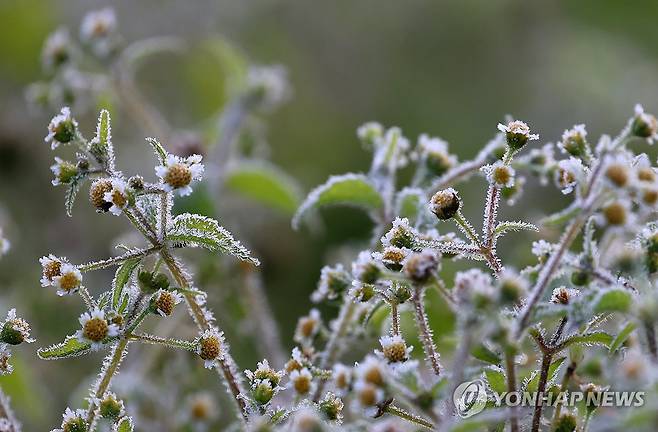 꽃에 핀 서리 [연합뉴스 자료사진]