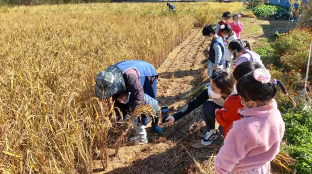 경기도농수산진흥원이 진행한 ‘어린이 가을잔치’ 벼베기 체험. 사진 제공 = 경기도농수산진흥원