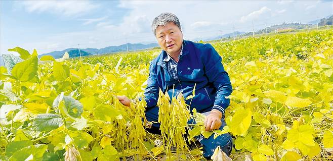 홍의식 늘봄영농조합법인 대표가 경북 농업 혁신의 현장인 영순면 110㏊의 공동영농 들녘에서 벼 대신 심어 수확을 앞둔 콩을 들어 보이고 있다.  오경묵 기자