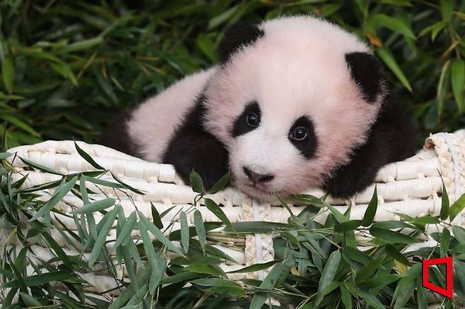 경기도 용인 에버랜드 동물원에서 2020년 국내 최초로 태어난 아기 판다 '푸바오(福寶)'