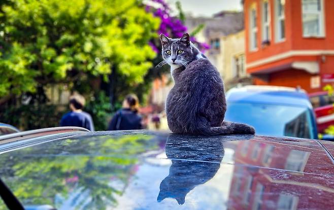 튀르키예 이스탄불의 한 주택가 고양이들이 자동차 위에 앉아 따뜻한 가을볕을 즐기고 있다./김영근 기자