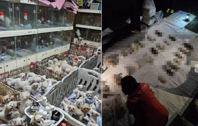 지난 9월 국내 최대의 합법 번식장에서 동물 학대가 벌어지고 있다는 내부 고발이 나왔다. 실제 현장 냉동고, 뒷산 기슭에서 100여구의 번식견 사체가 발견됐다. 동물단체 위액트 제공