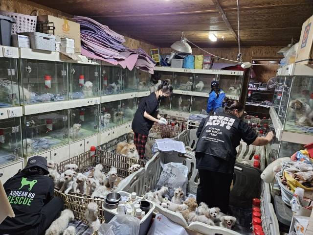 번식업자들은 반 평도 채 안 되는 좁은 칸마다 8~10마리의 번식견을 가두고 방치하듯 키웠다. 대다수는 영양실조, 저혈당 증세를 보였다. 동물단체 위액트 제공