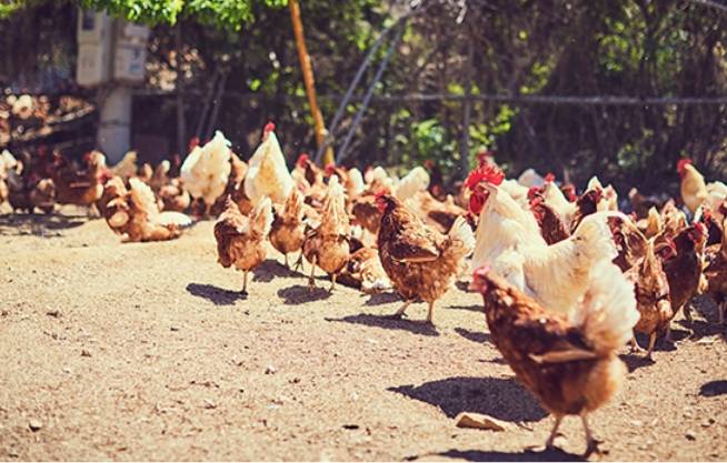 난각번호 1번 사육장에서 뛰놀고 있는 닭/사진=컬리