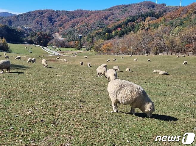 올 가을 단풍 절정기에 접어든 22일 강원 평창군 대관령면에 위치한 대관령 하늘목장 초지에서 양떼들이 풀을 뜯으며 여유로운 시간을 만끽하고 있다.2023.10.22/뉴스1 ⓒ News1 윤왕근 기자