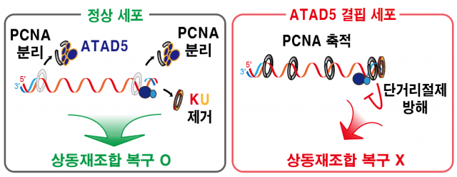 DNA 이중나선절단 부위에 남은 PCNA가 상동재조합 복구 결함을 일으키는 메커니즘 (자료=IBS)