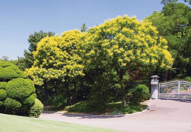 박정희 대통령이 1976년 식목일에 심은 것으로 추정되는 청와대 헬기장 옆의 모감주나무. /눌와