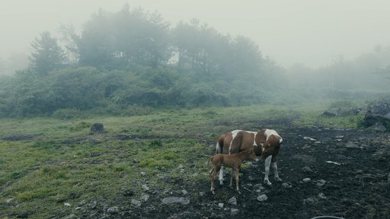 안개 짙은 날 제주 숲에서 어미 말과 아기 말을 만난 모습이다. 사진 엠라인디스트리뷰션