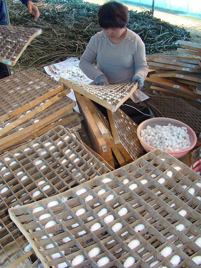 국가중요농업유산으로 선정된 양잠농업. 농식품부 제공