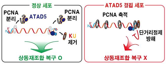 DNA 이중나선절단 부위에 남은 PCNA가 상동재조합 복구 결함을 일으키는 메커니즘.[IBS 제공]