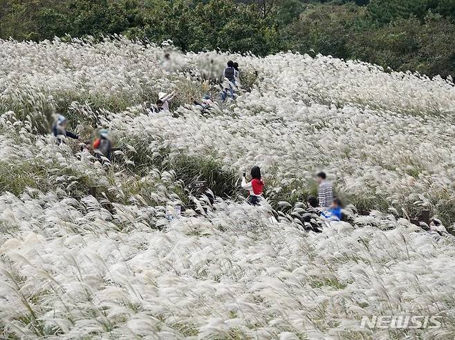 [제주=뉴시스] 오영재 기자 = 22일 오전 제주시 조천읍 산굼부리 억새밭에서 방문객들이 가을 정취를 만끽하고 있다. 2023.10.22. oyj4343@newsis.com