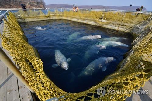 러시아의 고래 감옥 [타스=연합뉴스]