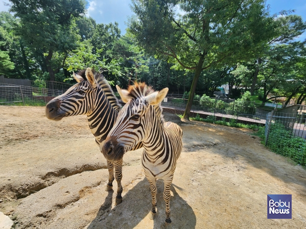 서울어린이대공원 얼룩말 세로의 짝꿍 코코가 갑자기 사망했다. 원인은 소결장 폐색 및 괴사. ⓒ서울어린이대공원