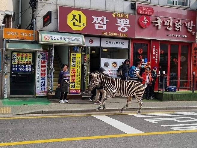 2023년 3월 23일 서울 광진구 어린이대공원 동물원에서 탈출한 얼룩말 '세로'가 도로에 멈춰 있다. /조선DB