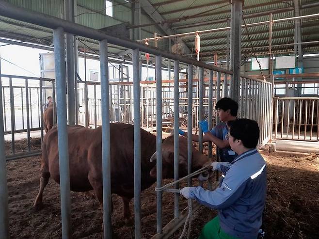 [세종=뉴시스] 한우개량사업소 수의사가 긴급백신을 접종하고 있다.(사진=농협 축산경제) *재판매 및 DB 금지