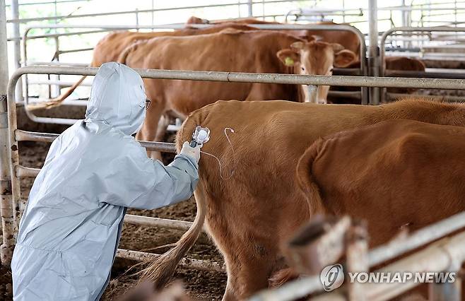 신속한 백신 접종 (서산=연합뉴스) 김준범 기자 = 23일 오후 충남 서산시 부석면 봉락리 한 축산농가에서 농협 관계자가 소 바이러스성 질병인 럼피스킨병 백신을 접종하고 있다. 2023.10.23 psykims@yna.co.kr