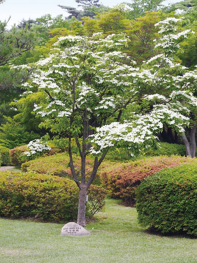 김영삼 대통령이 1994년 식목일 기념식수한 수궁터 산딸나무. 하얀 꽃이 활짝 핀 모습/ 눌와