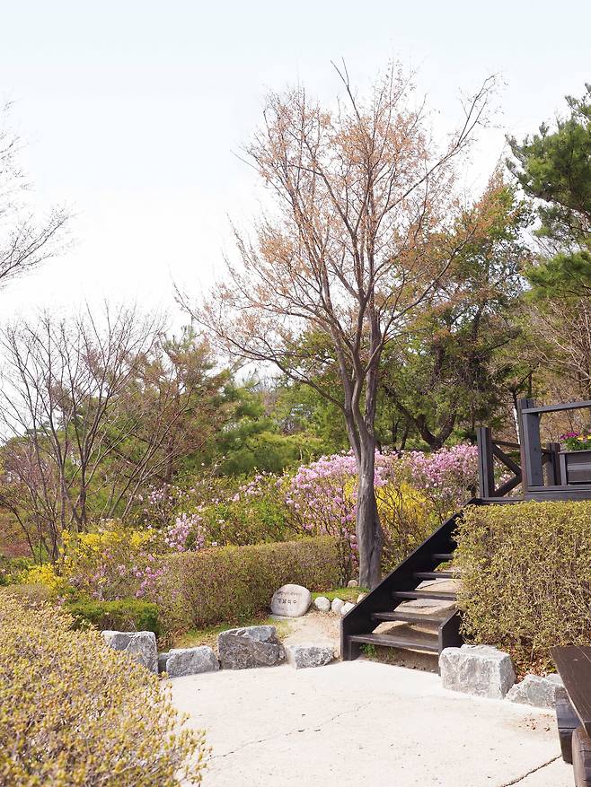 노무현 대통령이 탄핵심판 기각 직후인 2004년 5월 16일 백악정에 기념식수한 서어나무. /눌와