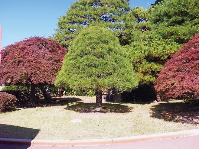 이명박 대통령이 2008년 4월 6일에 청와대 정문 안 삼거리에 기념식수한 소나무. /눌와